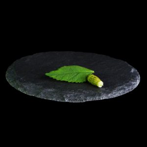 BenniZucchero