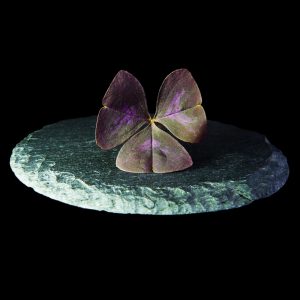BenniOxalisViola