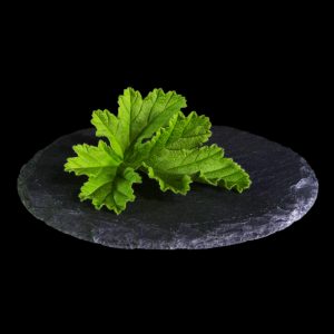 BenniRosa